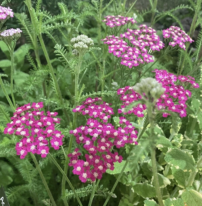 Achillea 'Cerise Queen'