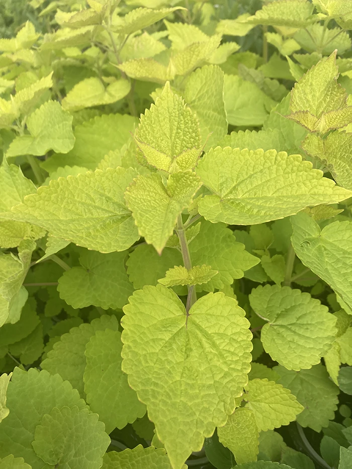 Agastache 'Golden Jubilee'