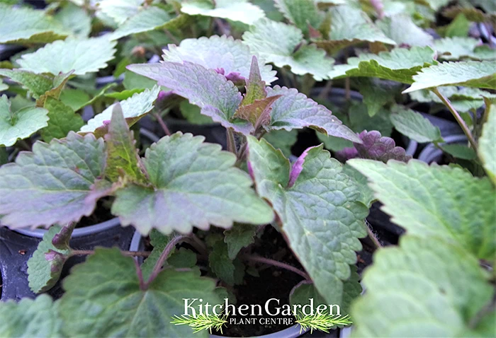 Agastache 'Liquorice Blue'