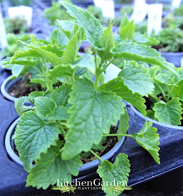 Agastache 'Liquorice White'