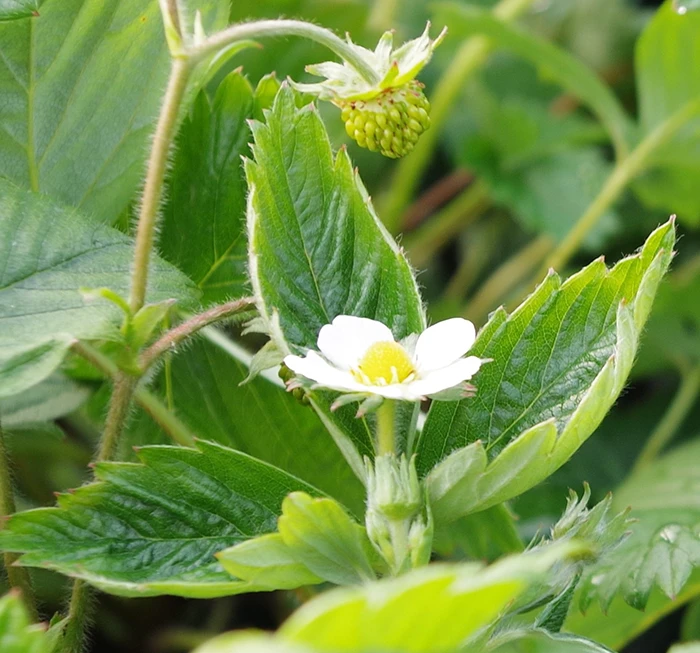 Alpine Strawberry