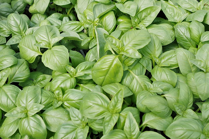 Basil