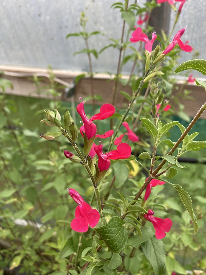 Blackcurrant Sage