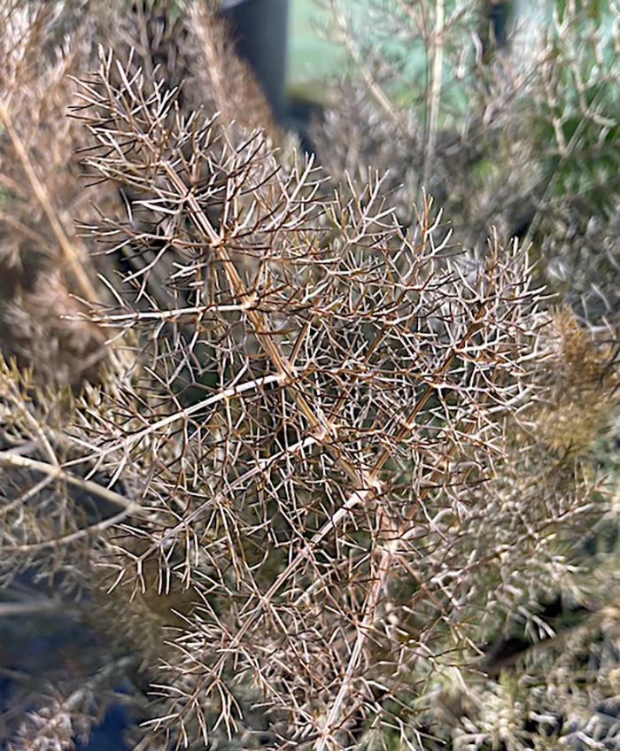 Bronze Fennel