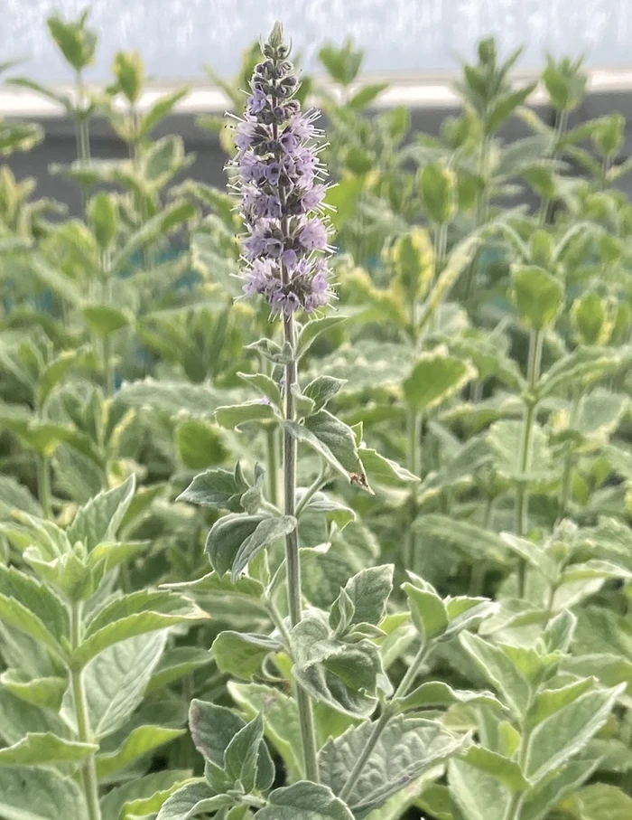 Buddleia Mint