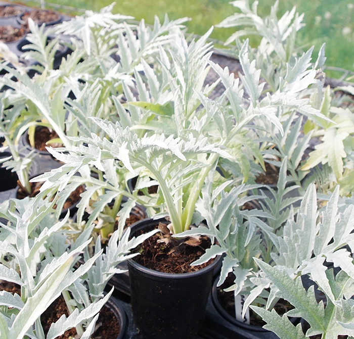 Cardoon