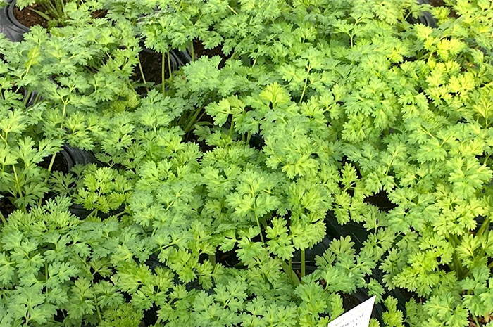 Chervil