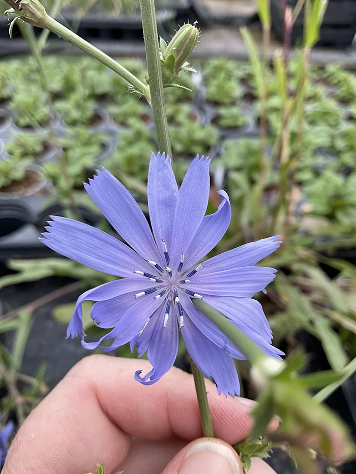 Chicory