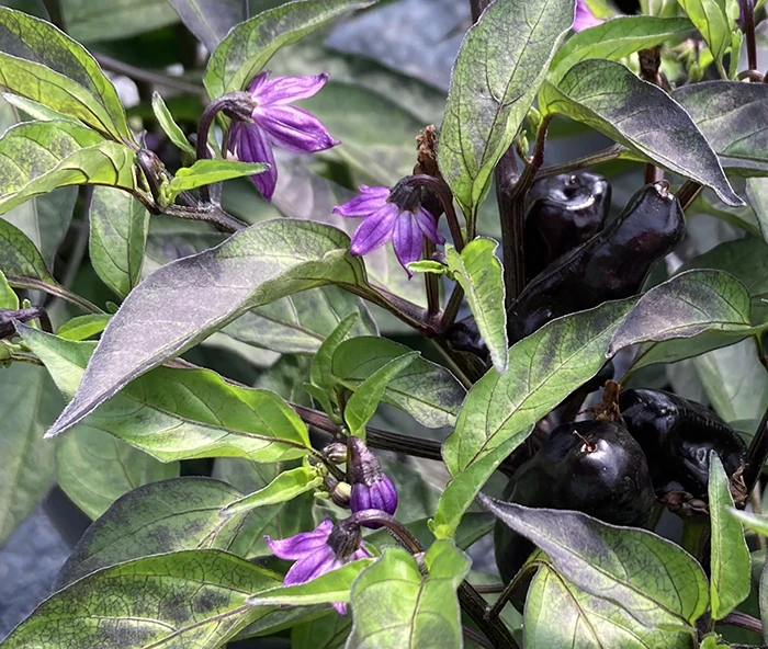 Chili Pepper 'Pot Black'