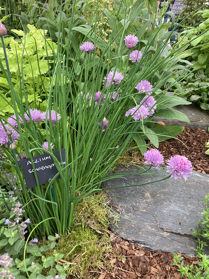 Chives