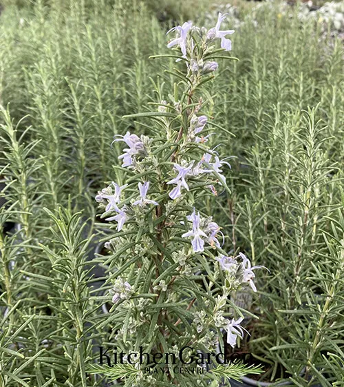 Rosemary Hedge 6 Pack