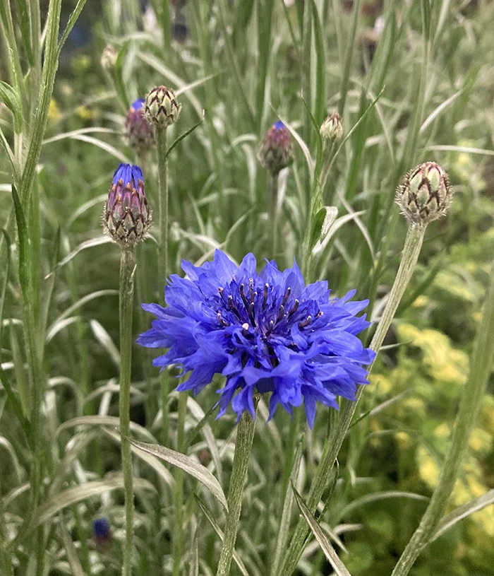 Cornflower