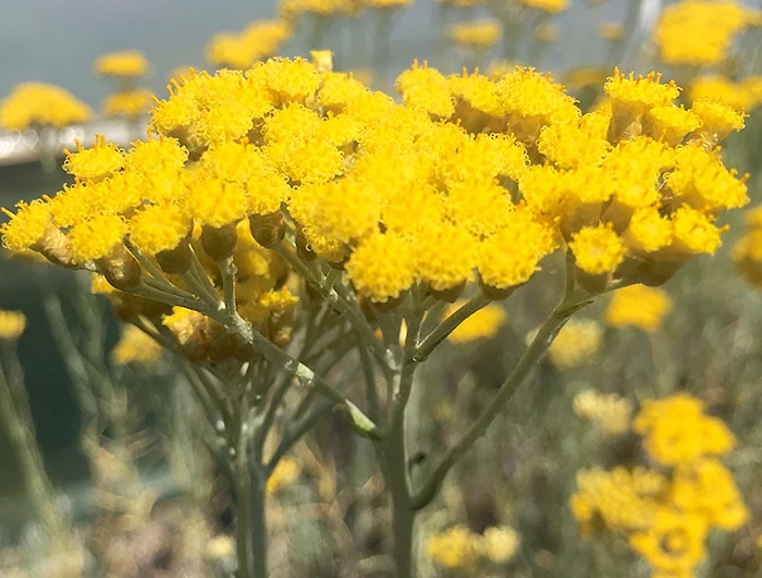 Curry Plant