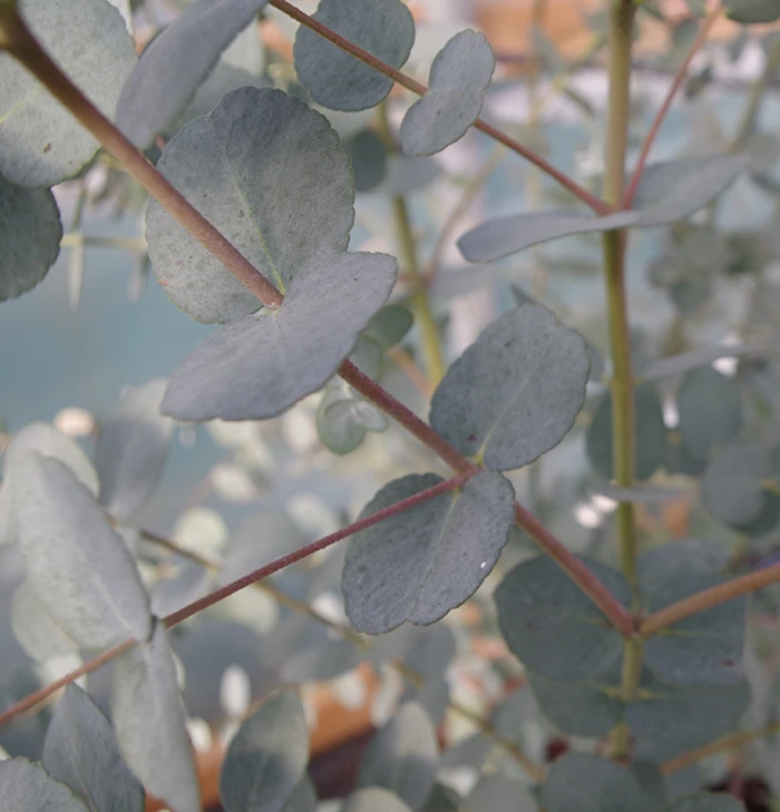 Eucalyptus