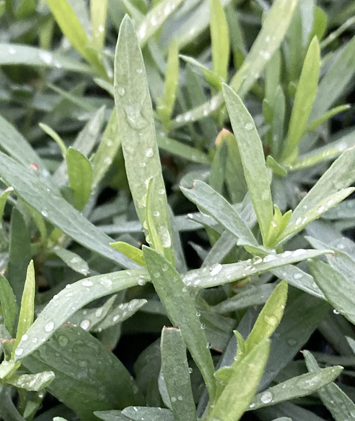 French Tarragon