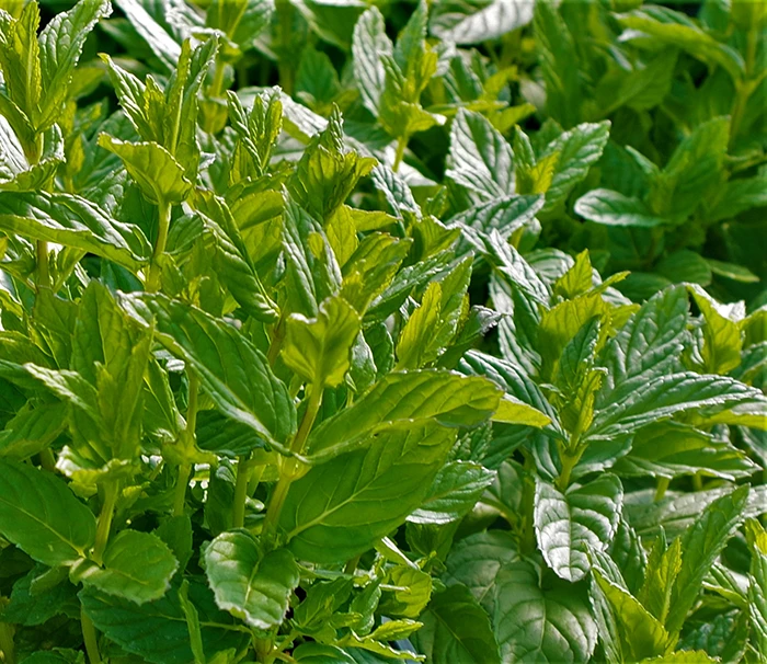 Garden Mint