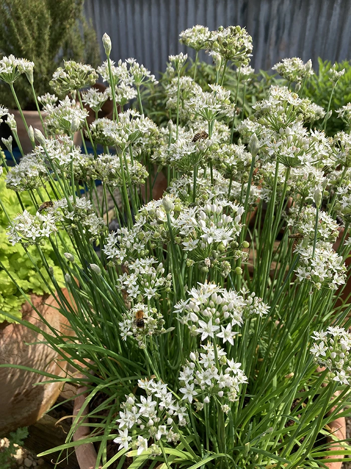 Garlic Chives