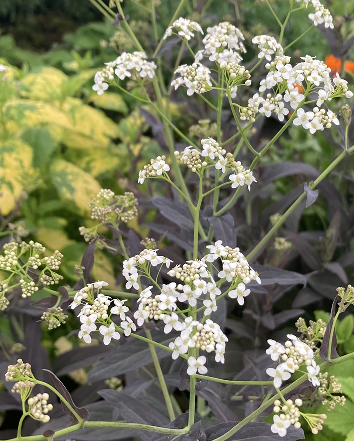 Garlic Cress