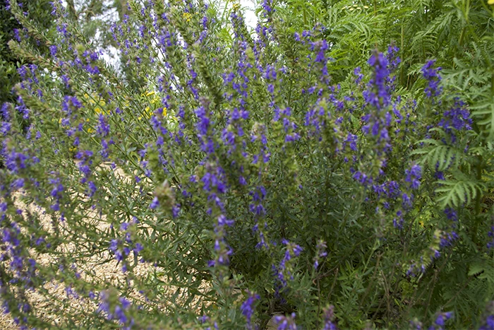 Hyssop