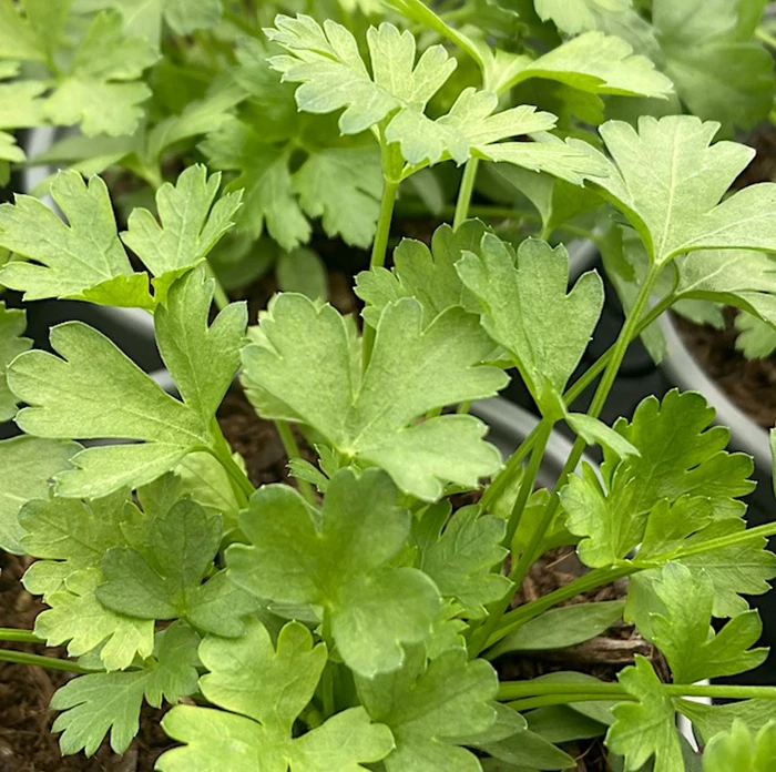 Italian Flat Leaf Parsley