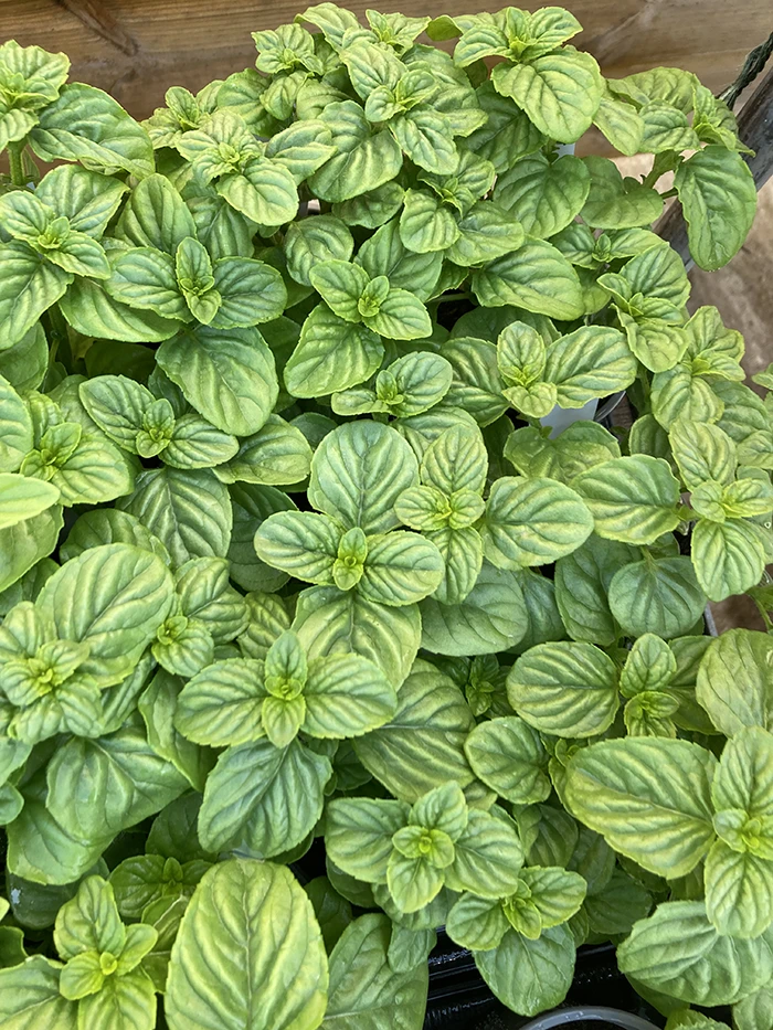 Japanese Peppermint