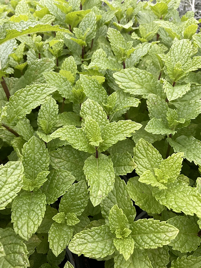 Kentucky Colonel Mint