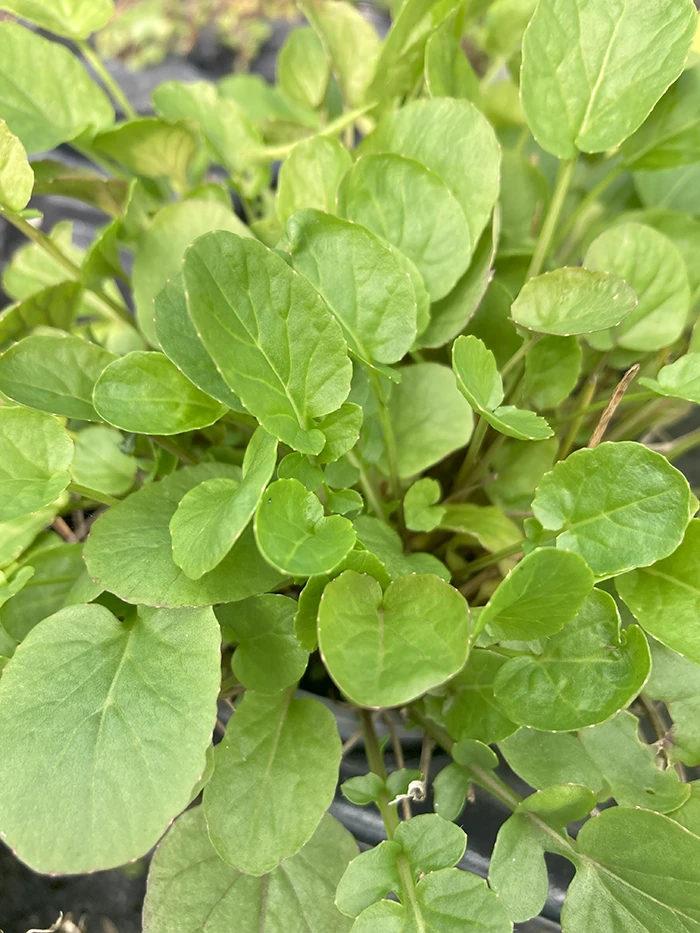 Landcress