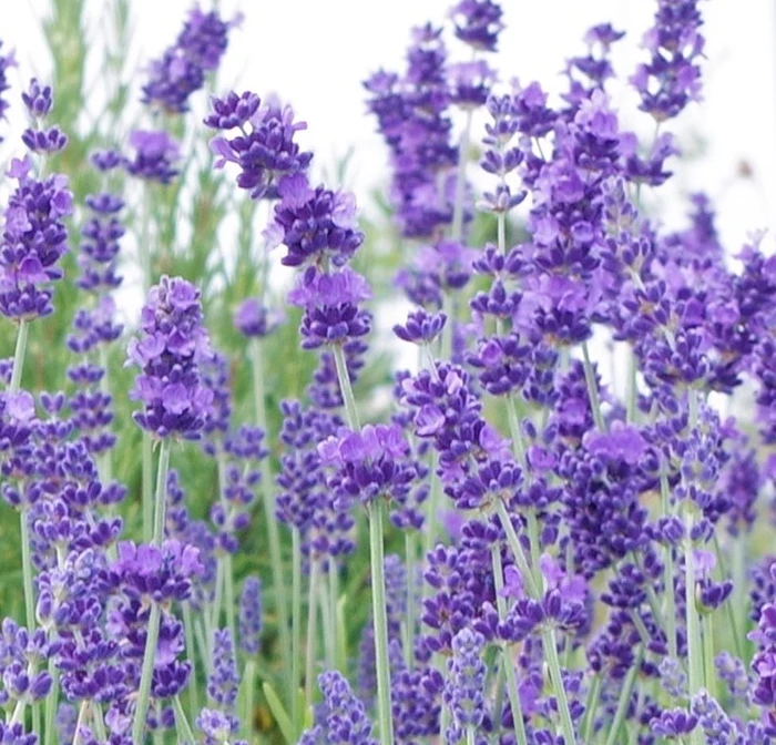 Lavender Hidcote