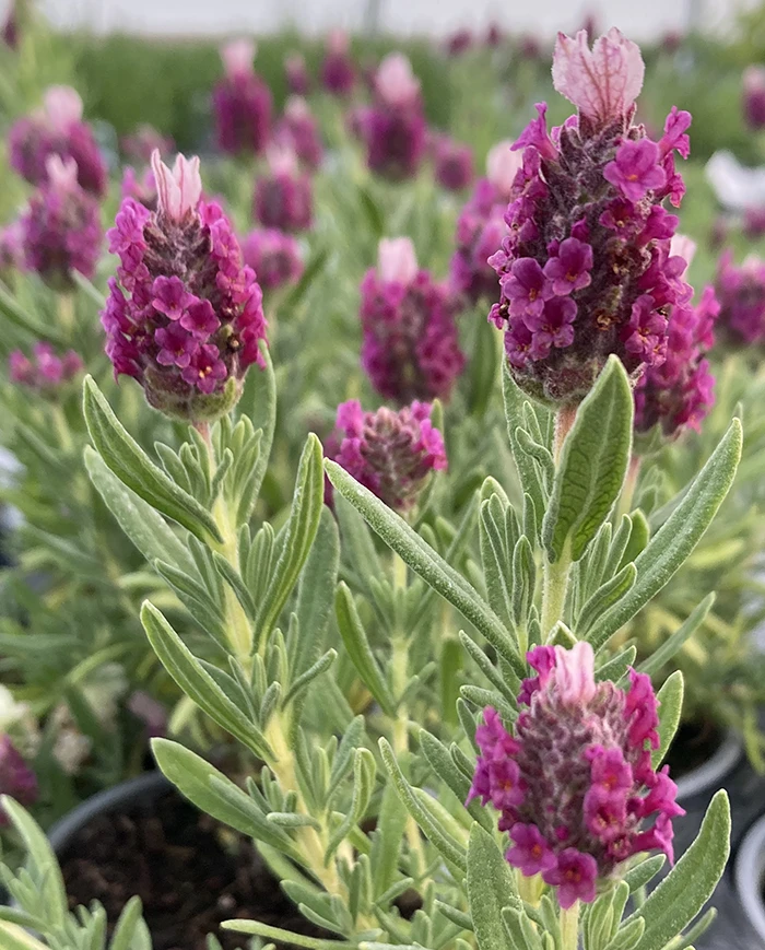 Lavender 'LavLov Deep Pink'