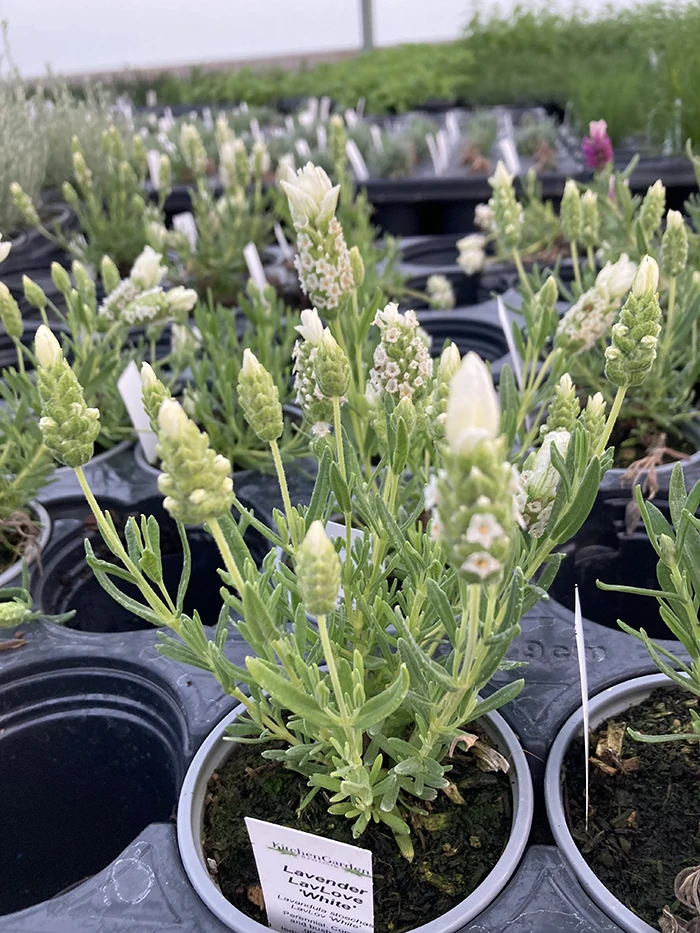 Lavender 'LavLov White'