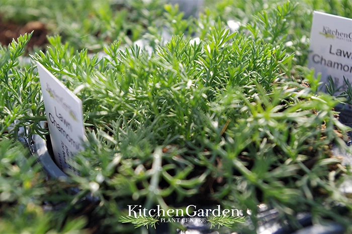 Lawn Chamomile 'Treneague'