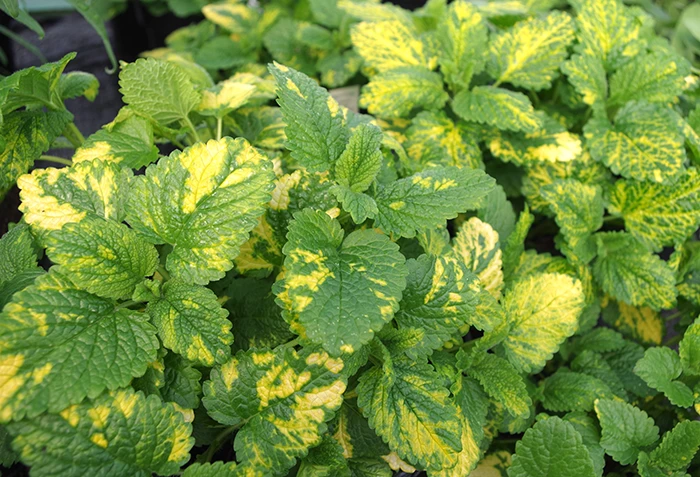 Lemon Balm Variegated