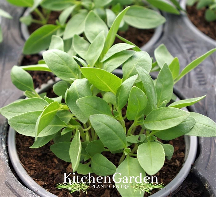 Lemon Basil