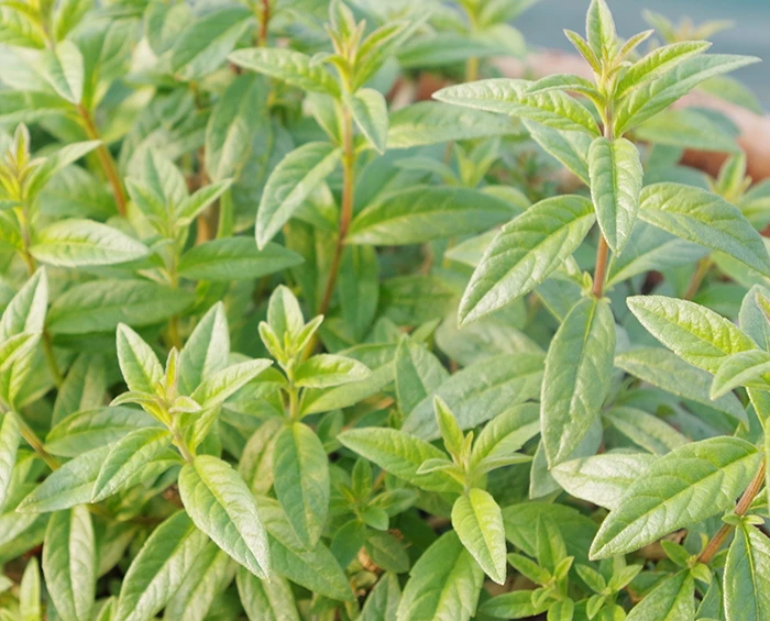 Lemon Verbena