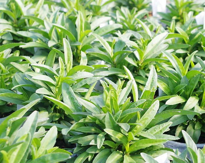 Mexican Tarragon