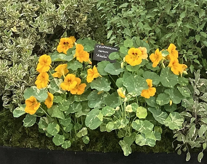 Nasturtium 'Alaska'