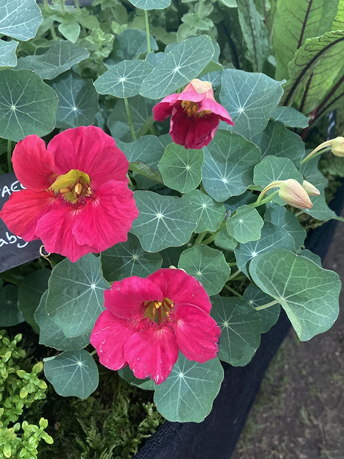 Nasturtium 'Baby Rose'