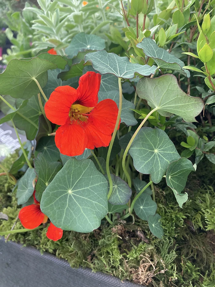 Nasturtium 'Empress of India'