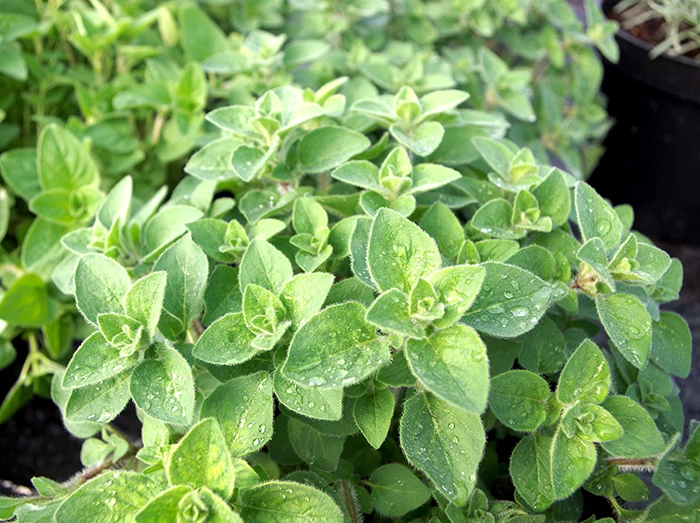 Oregano