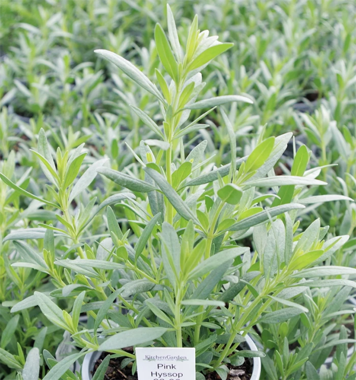 Pink Hyssop