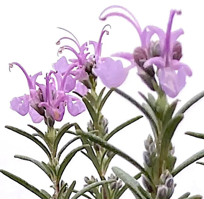 Pink Rosemary