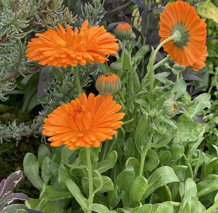 Pot Marigold