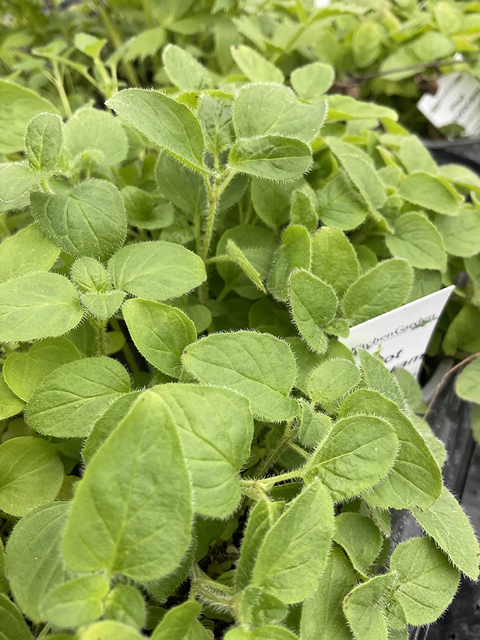 Pot Marjoram