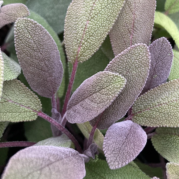 Purple Sage