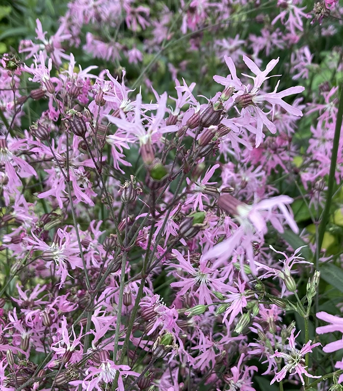 Ragged Robin