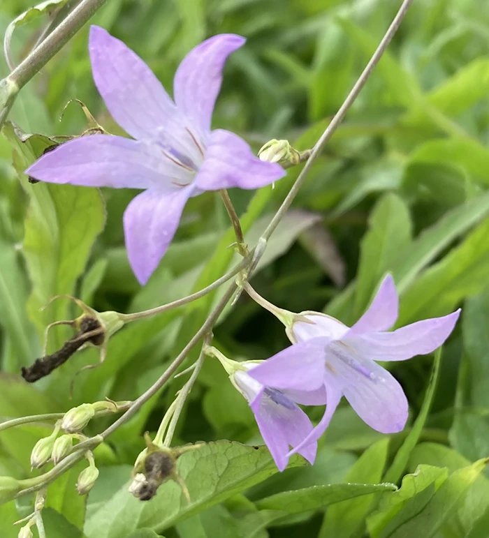 Rampion