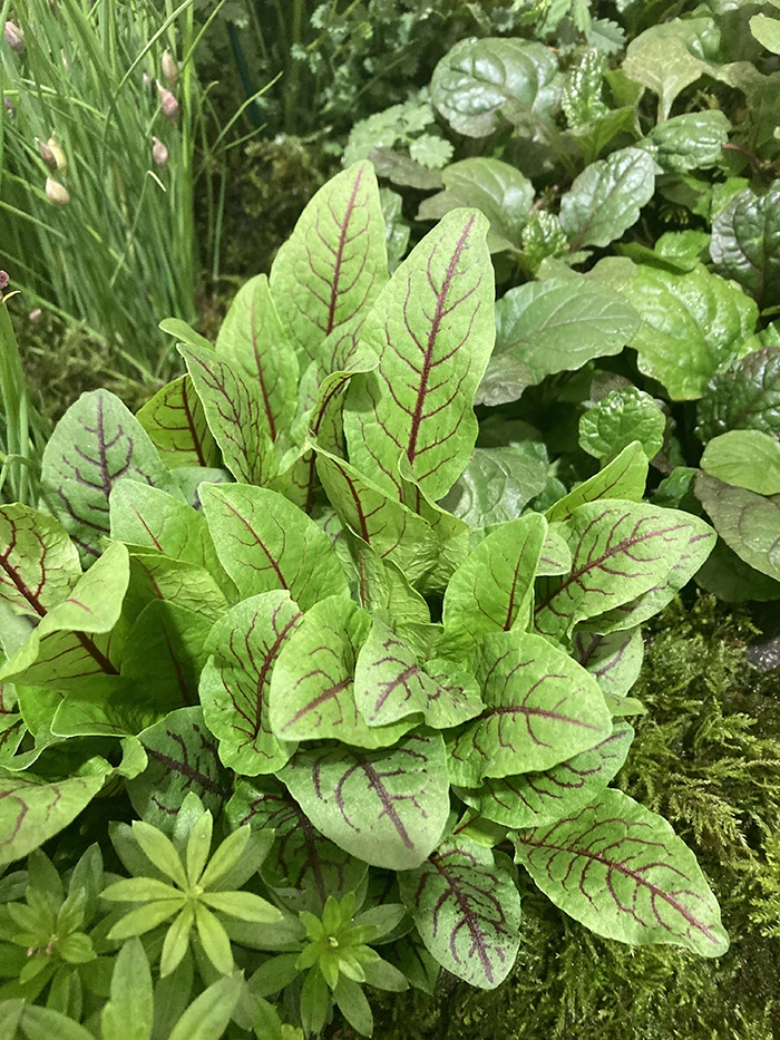 Red Veined Sorrel