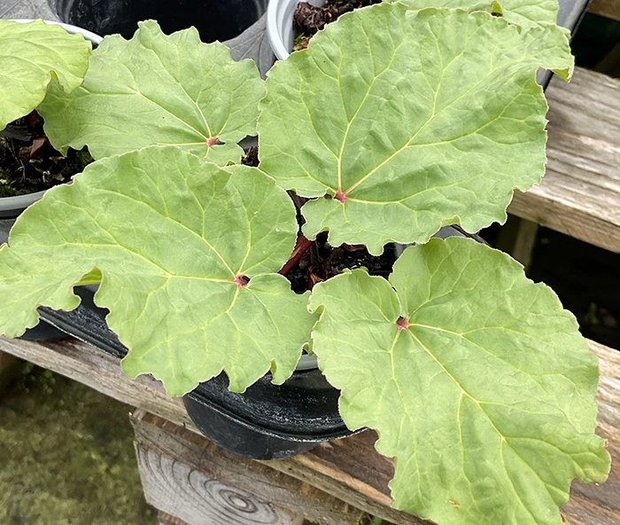 Rhubarb 'Victoria'