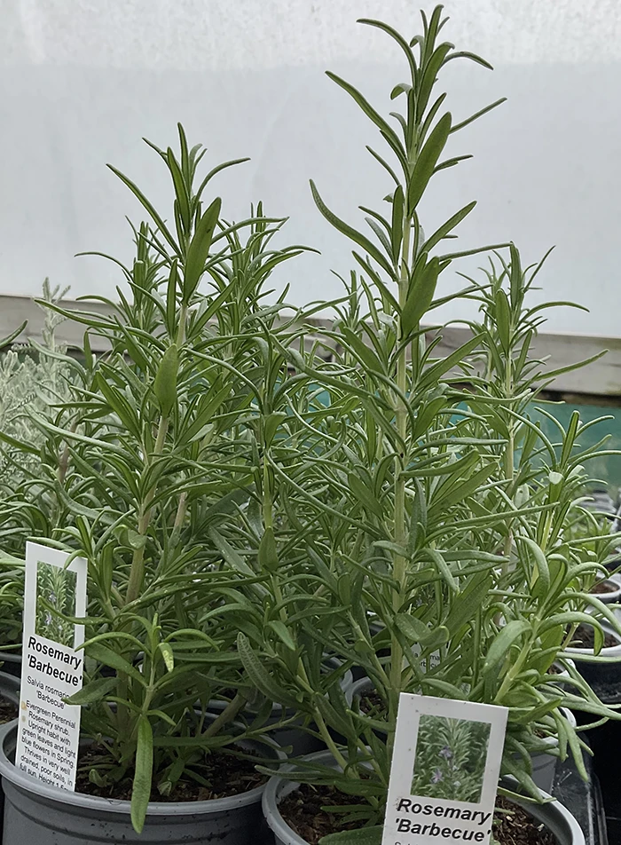 Rosemary 'Barbecue'