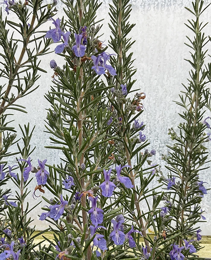 Rosemary 'Blue Lagoon'